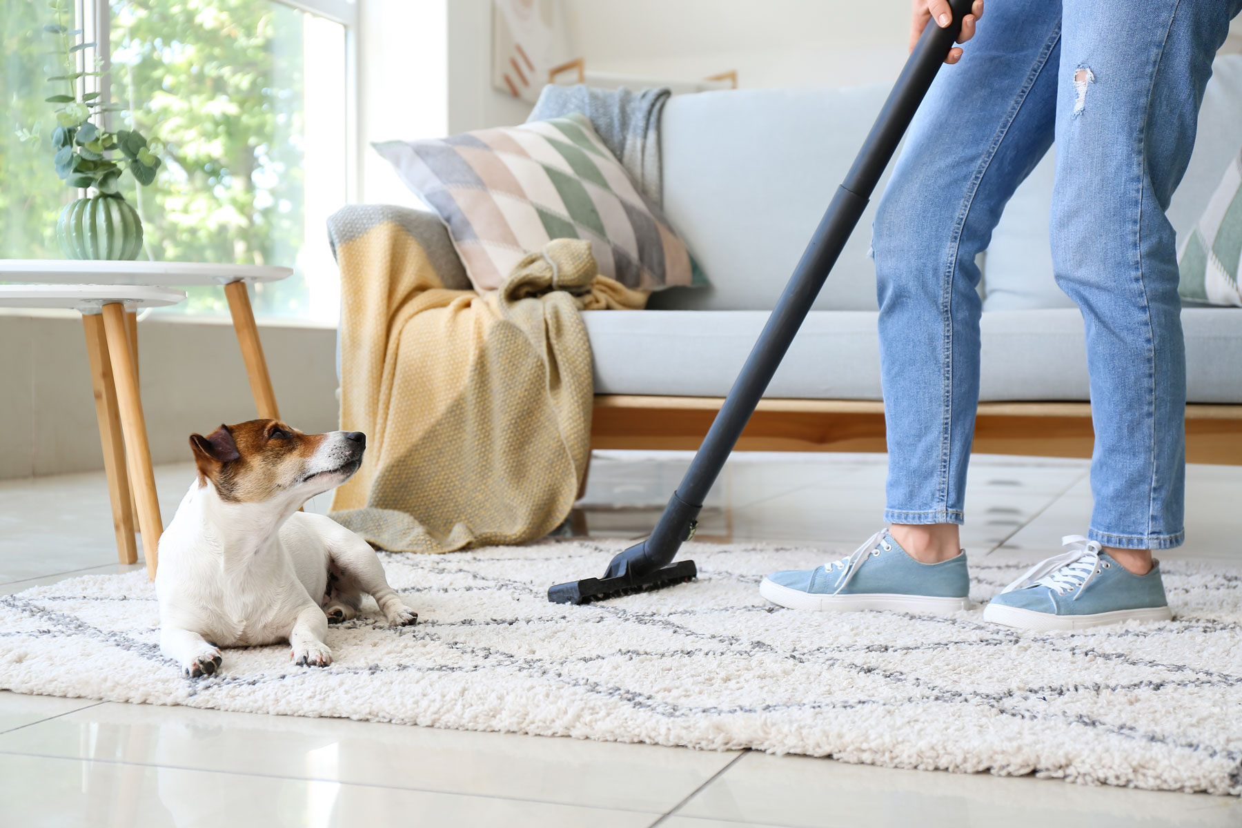 Person vacuuming carpet near dog in living room.